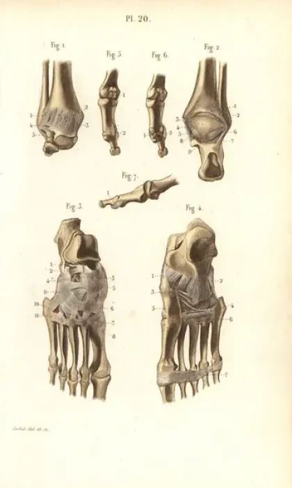 Framed Print : Ankle and foot bones