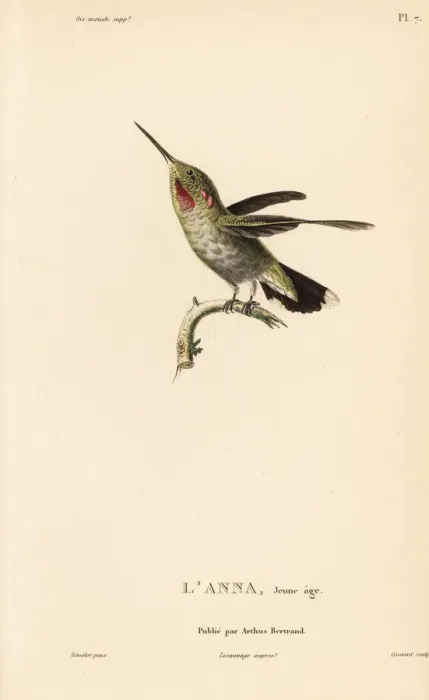 Framed Print : Annas hummingbird, Calypte anna, juvenile Framed Print : Annas hummingbird, Calypte anna, juvenile