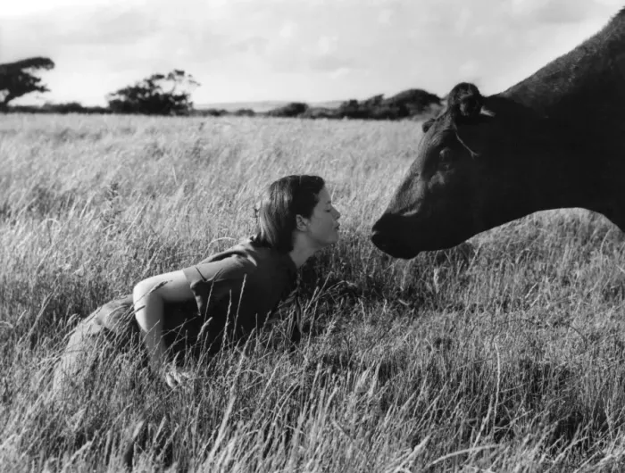 Framed Print : Anne & Aberdeen Angus Framed Print : Anne & Aberdeen Angus