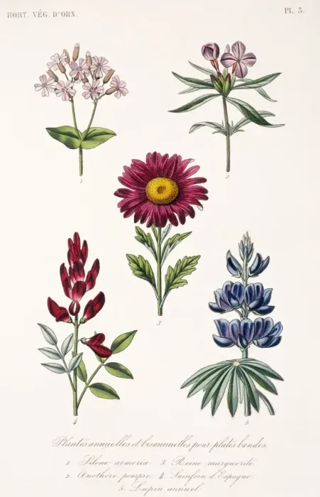 Framed Print : Annual and biannual plants Framed Print : Annual and biannual plants