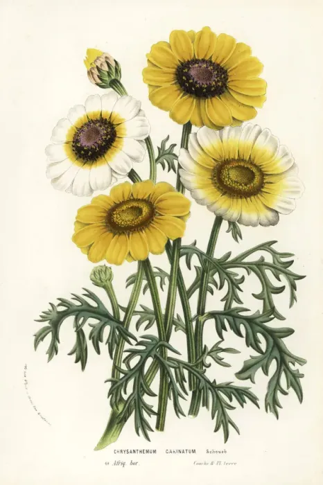 Framed Print : Annual chrysanthemum or tricolor daisy, Ismelia carinata