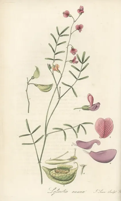Framed Print : Annual lessertia, Lessertia annua Framed Print : Annual lessertia, Lessertia annua