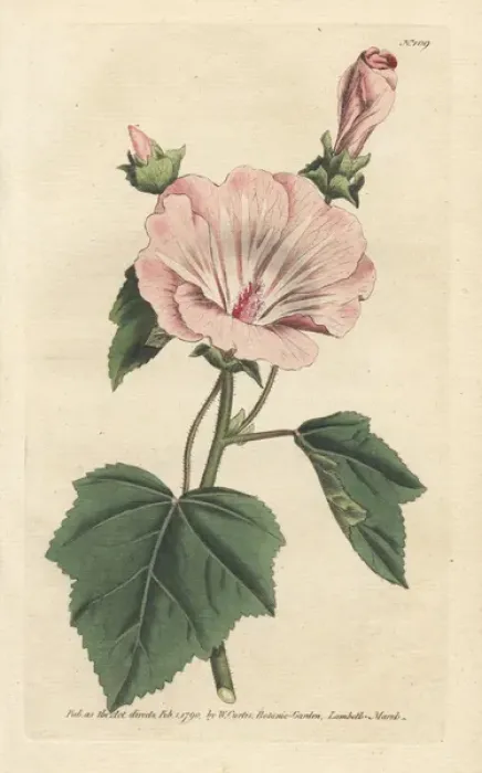 Framed Print : Annual mallow, Malva trimestris Framed Print : Annual mallow, Malva trimestris