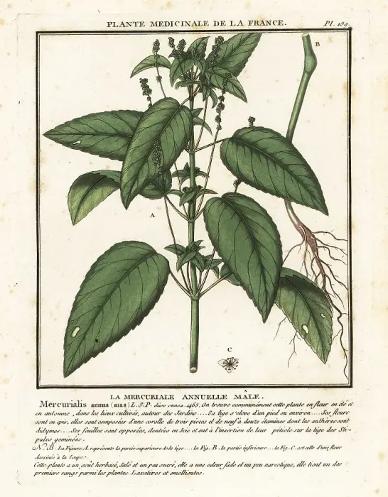 Framed Print : Annual mercury, Mercurialis annua Framed Print : Annual mercury, Mercurialis annua