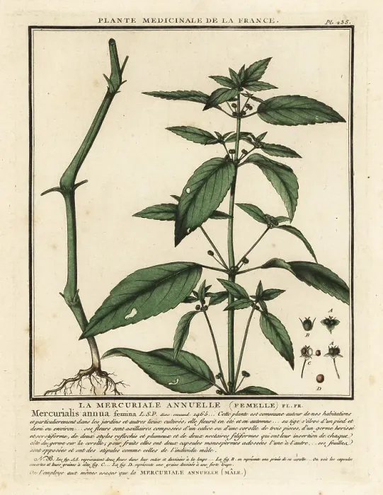 Framed Print : Annual mercury, Mercurialis annua Framed Print : Annual mercury, Mercurialis annua