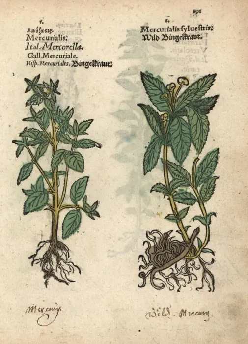 Framed Print : Annual mercury, Mercurialis annua, and dog Framed Print : Annual mercury, Mercurialis annua, and dog