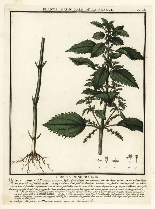 Framed Print : Annual nettle, Urtica urens Framed Print : Annual nettle, Urtica urens