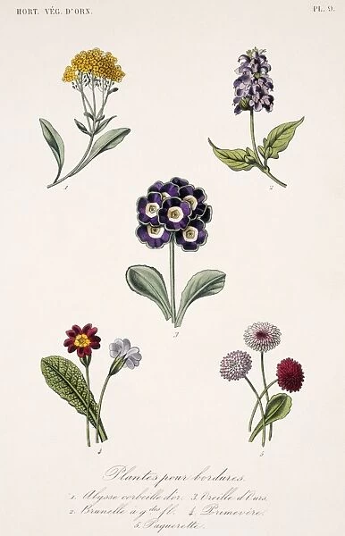 Annuals and biannual plants