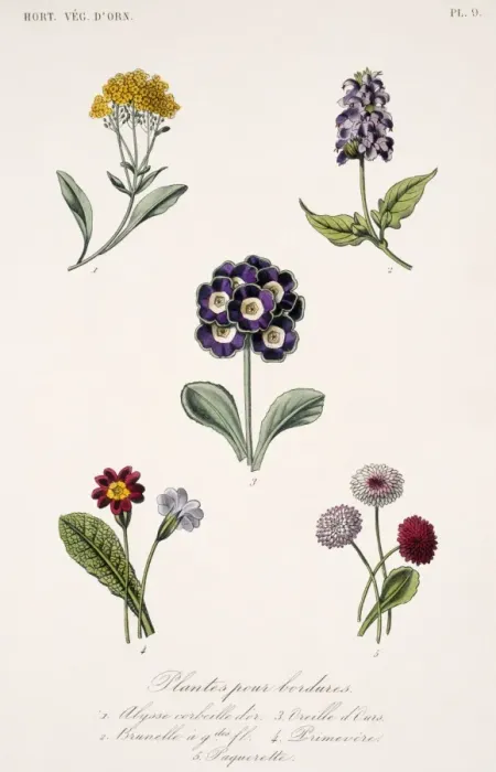 Framed Print : Annuals and biannual plants Framed Print : Annuals and biannual plants