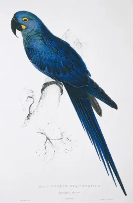 Framed Print : Anodorhynchus hyacinthinus, hyacinth maccaw Framed Print : Anodorhynchus hyacinthinus, hyacinth maccaw