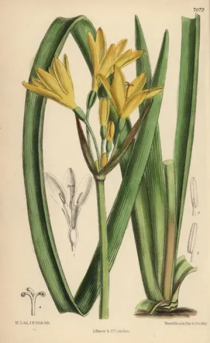 Framed Print : Anoiganthus breviflorus, yellow lily native Framed Print : Anoiganthus breviflorus, yellow lily native