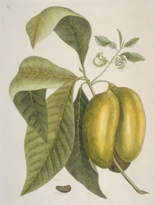Framed Print : Anona sp. soursop Framed Print : Anona sp. soursop