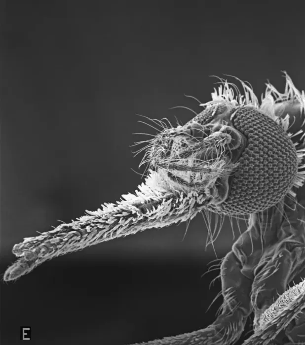 Framed Print : Anopheles gambiae, mosquito Framed Print : Anopheles gambiae, mosquito