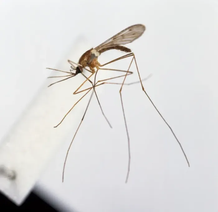 Framed Print : Anopheles labranchiae, mosquito Framed Print : Anopheles labranchiae, mosquito