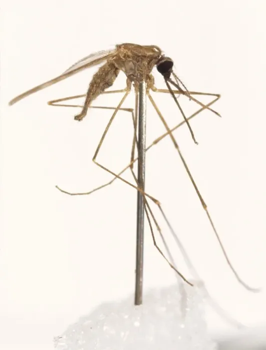 Framed Print : Anopheles labranchiae, mosquito Framed Print : Anopheles labranchiae, mosquito