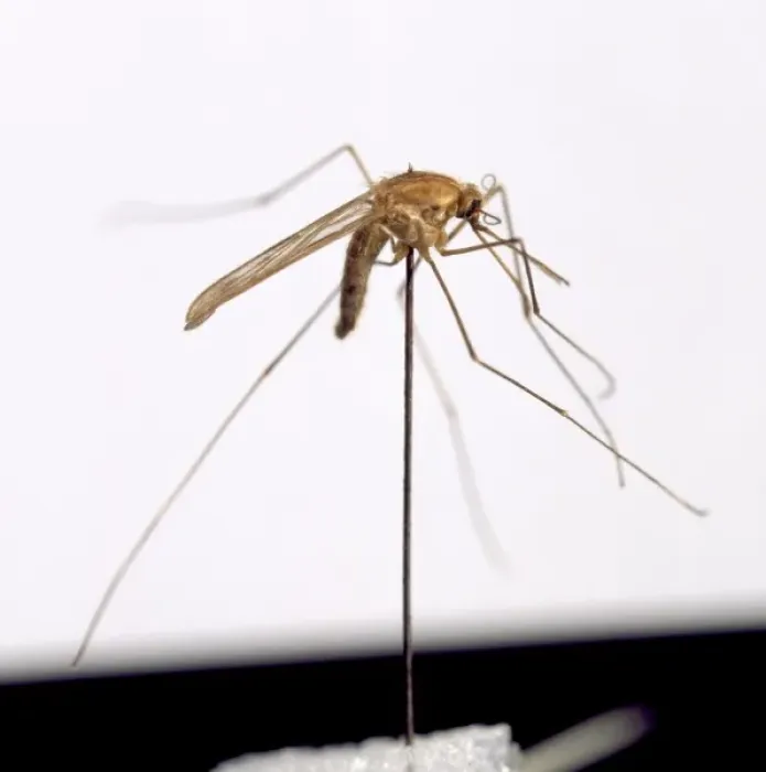 Framed Print : Anopheles sacharori, mosquito Framed Print : Anopheles sacharori, mosquito