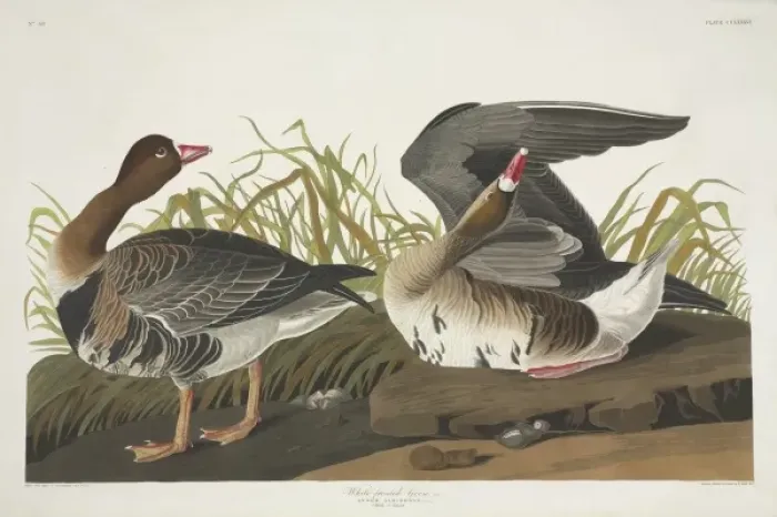 Framed Print : Anser albifrons, greater white-fronted goose Framed Print : Anser albifrons, greater white-fronted goose