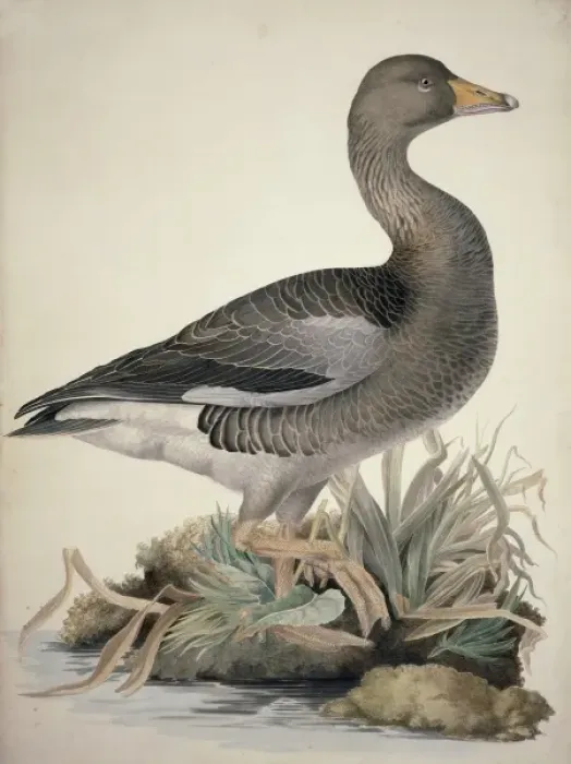 Framed Print : Anser anser, greylag goose Framed Print : Anser anser, greylag goose