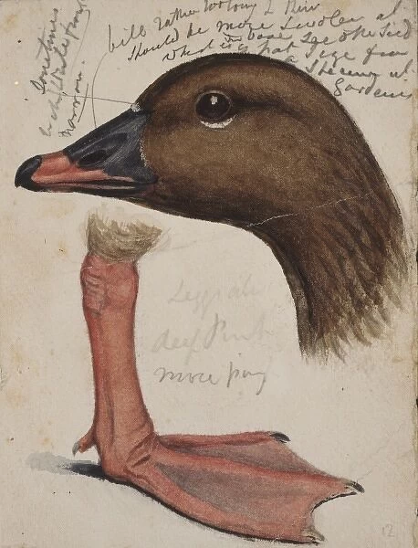 Anser brachyrhynchus, pink-footed goose