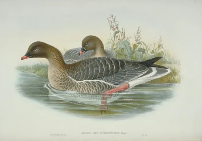 Framed Print : Anser brachyrhynchus, pink-footed goose Framed Print : Anser brachyrhynchus, pink-footed goose