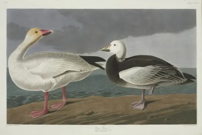 Framed Print : Anser caerulescens, snow goose Framed Print : Anser caerulescens, snow goose