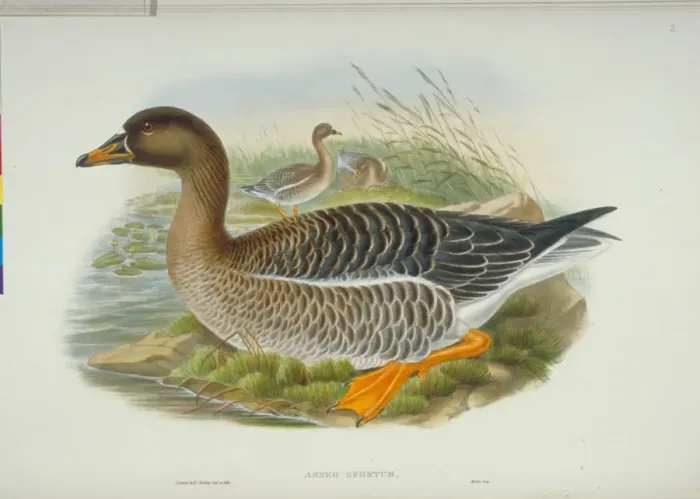 Framed Print : Anser fabalis, bean goose Framed Print : Anser fabalis, bean goose