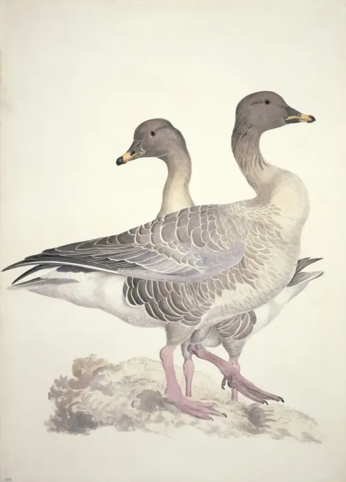 Framed Print : Anser fabalis, bean goose Framed Print : Anser fabalis, bean goose