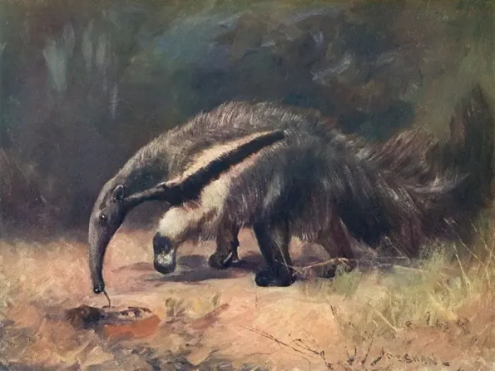 Framed Print : Ant-Eater / Cuthbert Swan Framed Print : Ant-Eater / Cuthbert Swan