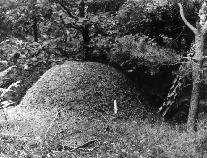 Framed Print : ANT HILL. The nest of a Wood Ant. Date: 1950s Framed Print : ANT HILL. The nest of a Wood Ant. Date: 1950s