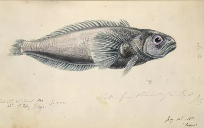 Framed Print : Antarctic fish illustration Framed Print : Antarctic fish illustration