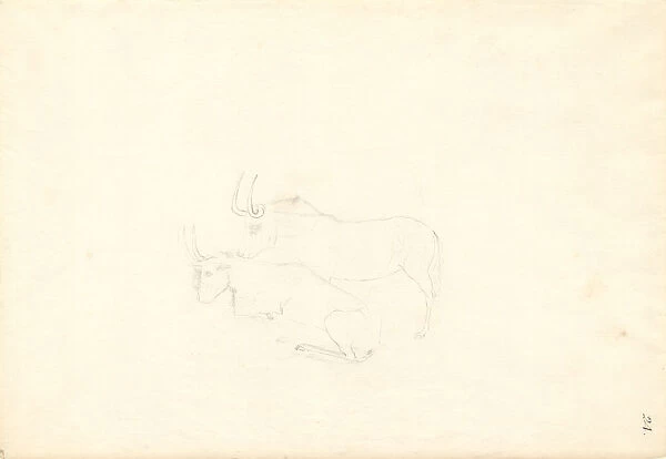 Antelope. Ff. 24. Drawing by George Forster (1754-1794)