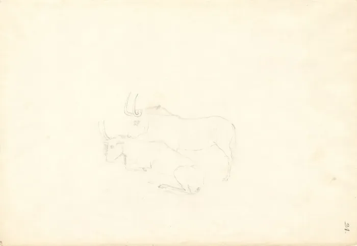Framed Print : Antelope. Ff. 24. Drawing by George Forster (1754-1794) Framed Print : Antelope. Ff. 24. Drawing by George Forster (1754-1794)