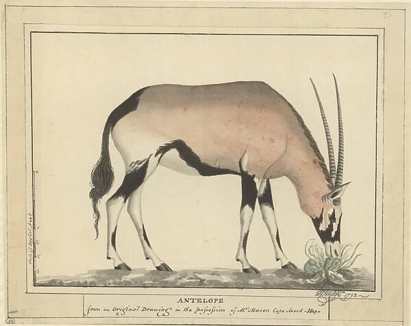 Antelope. Plate No. 32 by George Raper (c