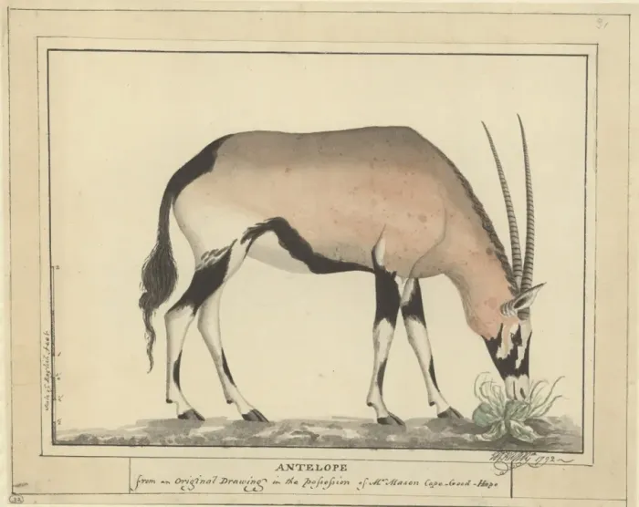 Framed Print : Antelope. Plate No. 32 by George Raper (c Framed Print : Antelope. Plate No. 32 by George Raper (c