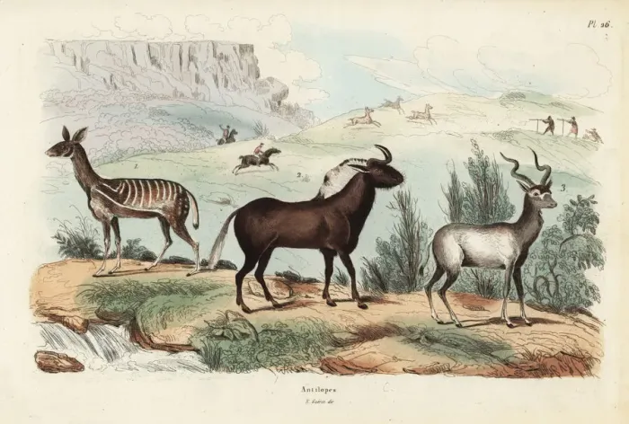 Framed Print : Antelope species Framed Print : Antelope species