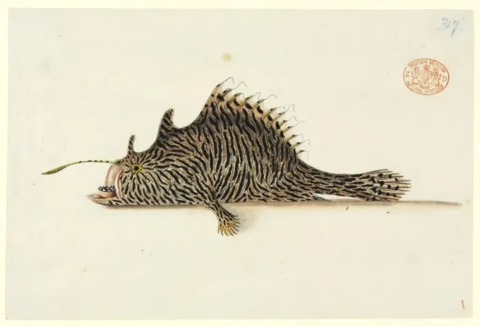 Framed Print : Antennarius striatus, striped anglerfish Framed Print : Antennarius striatus, striped anglerfish