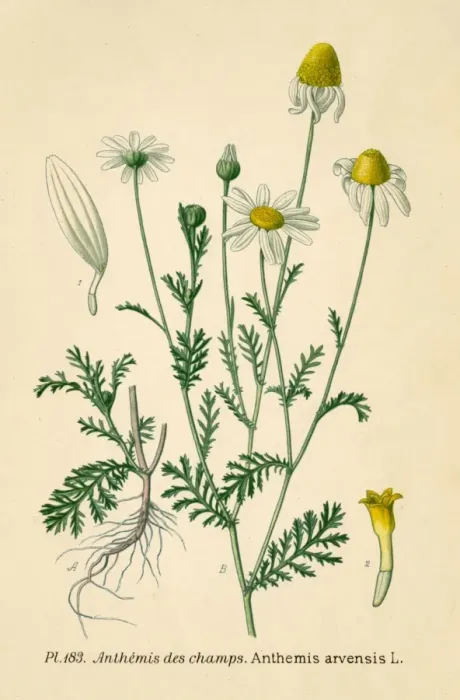 Framed Print : Anthemis Arvensis Framed Print : Anthemis Arvensis