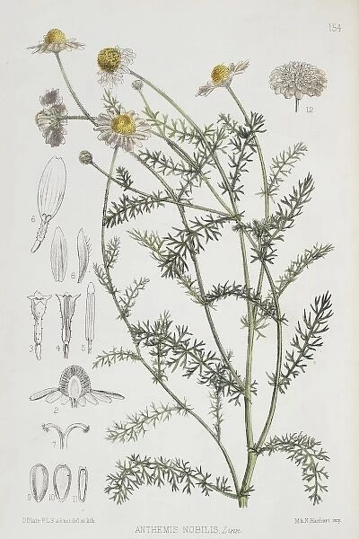 Anthemis nobilis, chamomile