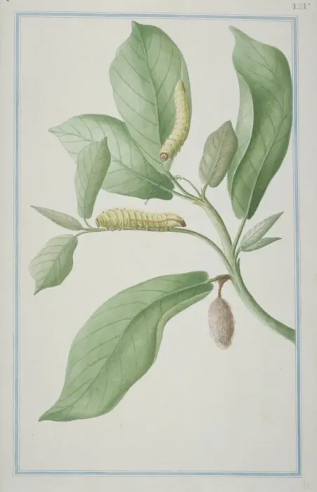 Framed Print : Antheraea sp. Emperor moth caterpillars Framed Print : Antheraea sp. Emperor moth caterpillars