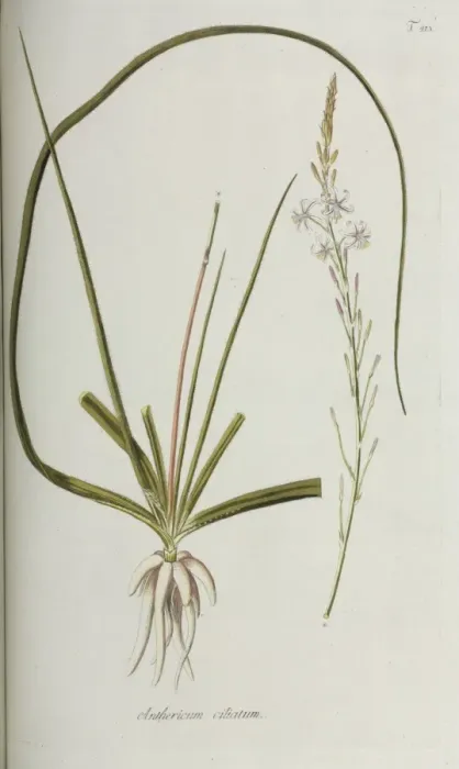 Framed Print : Anthericum ciliatum Framed Print : Anthericum ciliatum