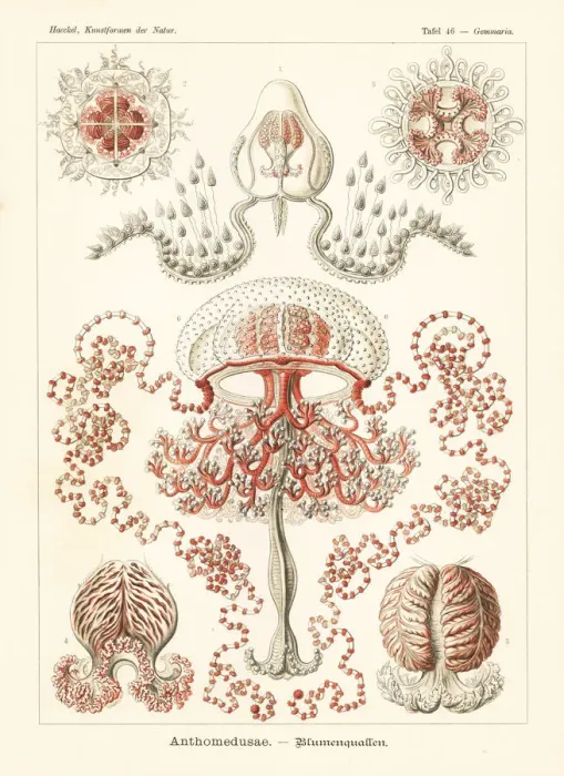 Framed Print : Anthomedusae plantonic medusa Framed Print : Anthomedusae plantonic medusa
