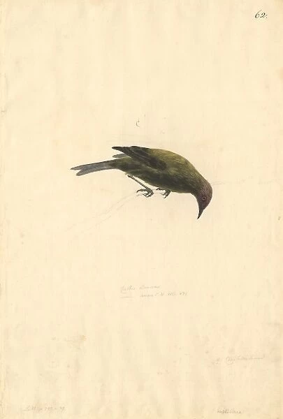 Anthornis melanura, New Zealand bellbird