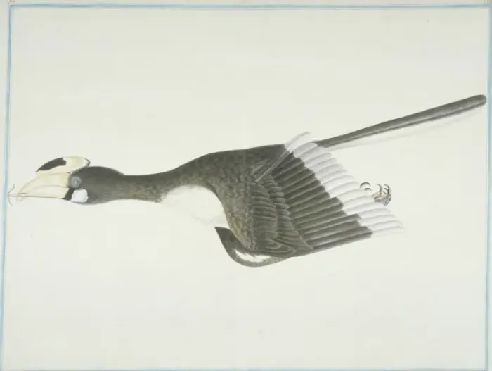 Framed Print : Anthracoceros albirostris convexus, Oriental pied hornbill Framed Print : Anthracoceros albirostris convexus, Oriental pied hornbill