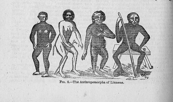 The Anthropomorpha of Linnaeus