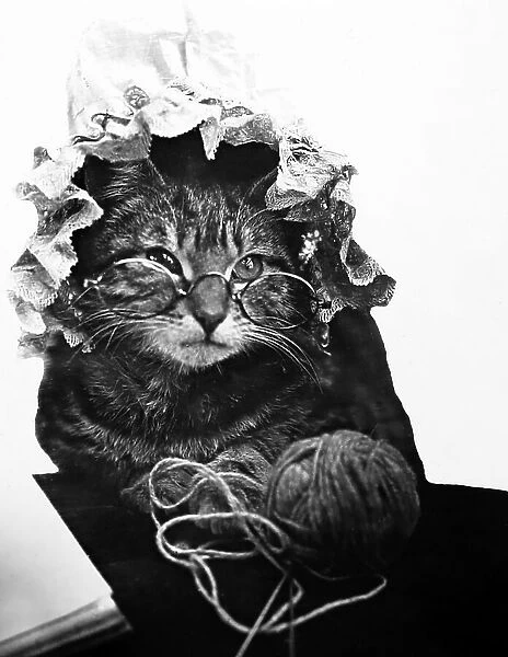 An anthropomorphic cat knitting, Victorian period