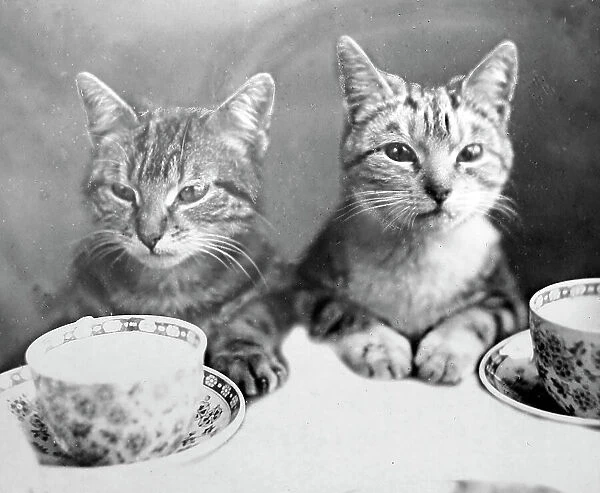 Anthropomorphic cats, Victorian period