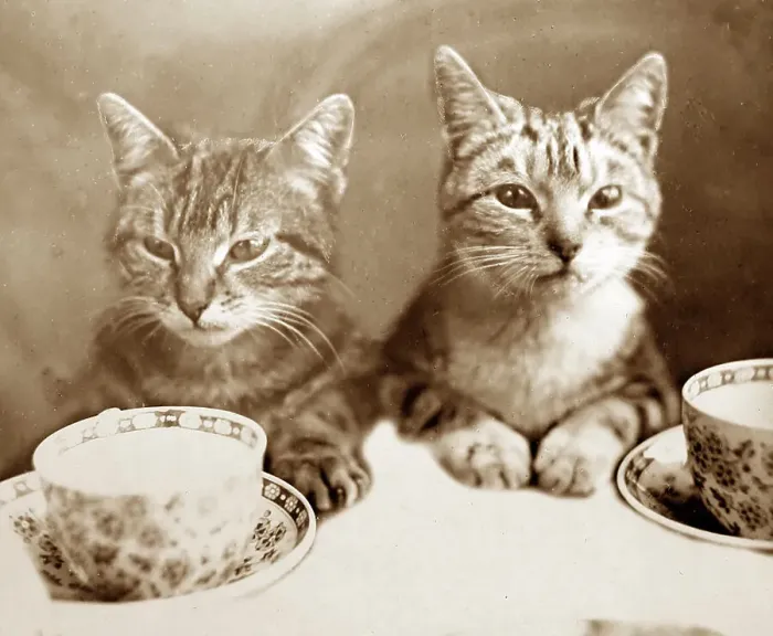 Framed Print : Anthropomorphic cats, Victorian period Framed Print : Anthropomorphic cats, Victorian period