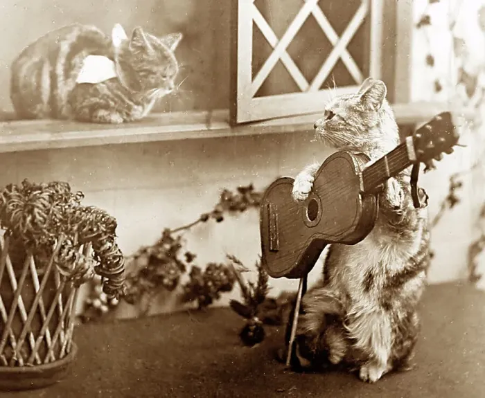 Framed Print : Anthropomorphic cats, Victorian period Framed Print : Anthropomorphic cats, Victorian period