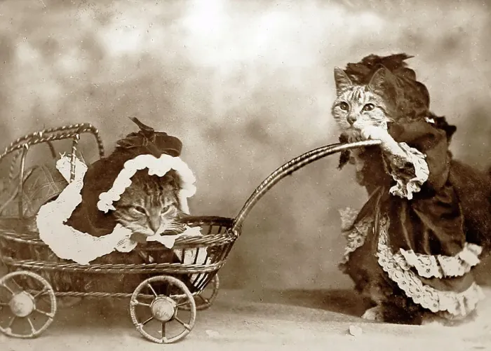 Framed Print : Anthropomorphic cats, Victorian period Framed Print : Anthropomorphic cats, Victorian period
