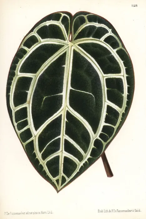 Framed Print : Anthurium crystallinum Framed Print : Anthurium crystallinum